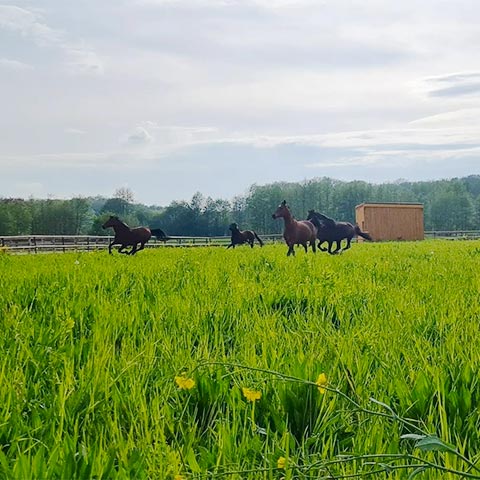 Pferd auf der Weide