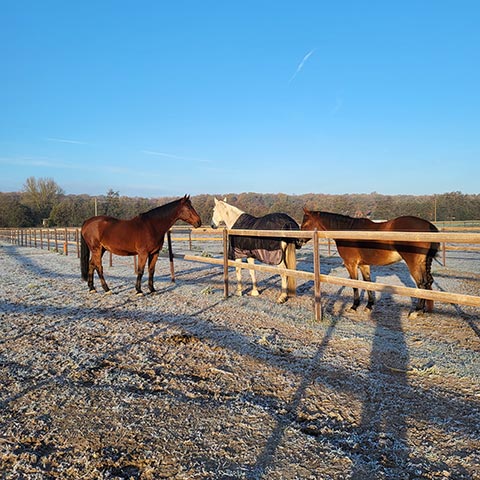 Paddocktrail im Winter