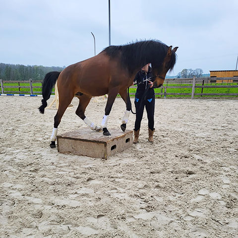Reitplatz Training