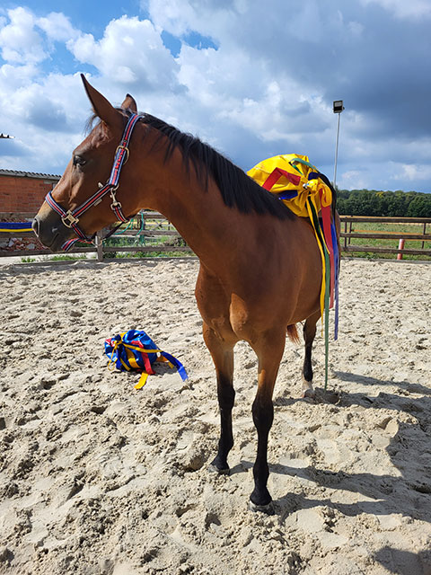Pferd im Round Pen