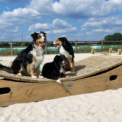 Hunde auf der Reitanlage